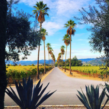 From Oliver's trip to Napa Valley, California, USA