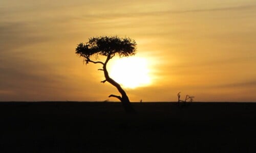 africa_cropped3