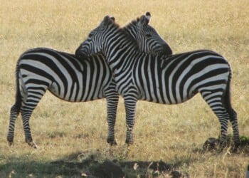 zebra