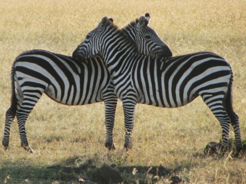 zebra