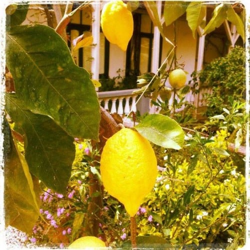 Lemons, Italy
