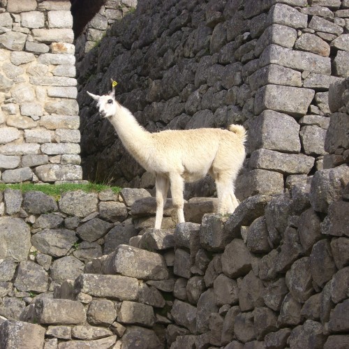 Lama, Machu Picchu, Peru