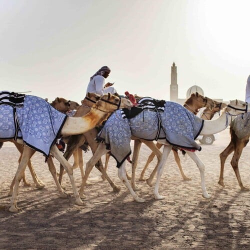 CULTURE - Camels, Dubai