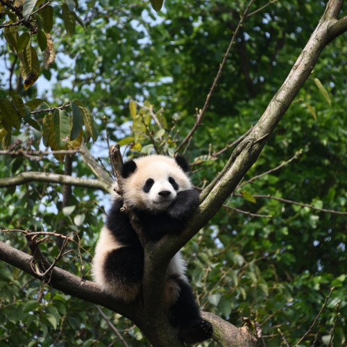 Chengdu Panda, China