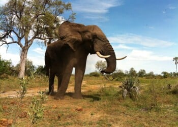 Botswana, Africa, Safari