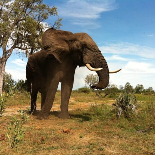 Botswana, Africa, Safari