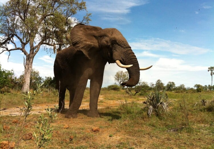 Botswana, Africa, Safari