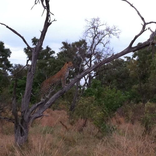 Botswana, Africa, Safari