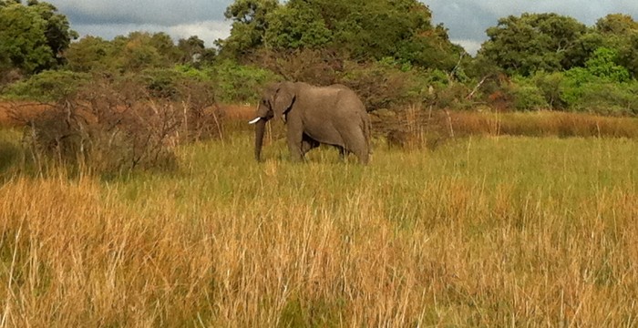 Botswana, Africa, Safari