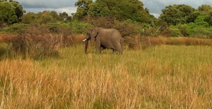 Botswana, Africa, Safari