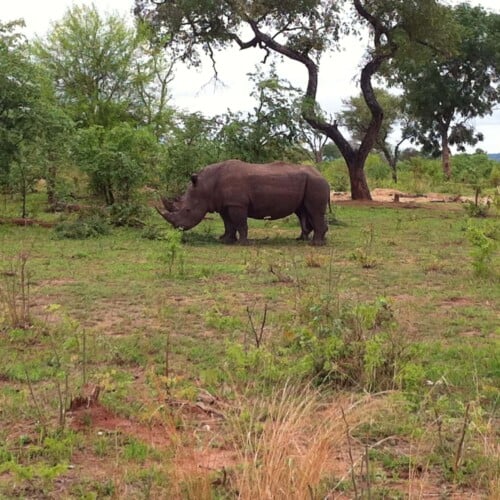 Botswana, Africa, Safari