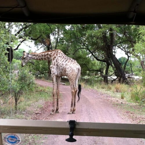 Botswana, Africa, Safari