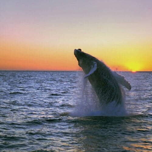 humpback-midnight-jump-fixed
