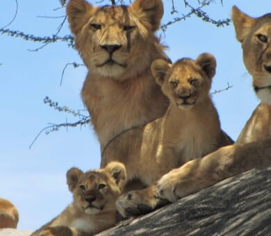 Tanzania, Africa, Safari