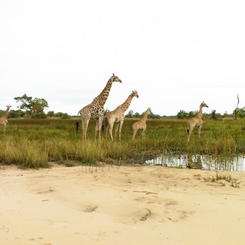 Botswana Safari, Africa