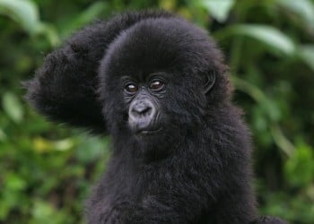 Mountain gorilla, Gorilla gorilla berengi, Volcanoes National Park, Rwanda