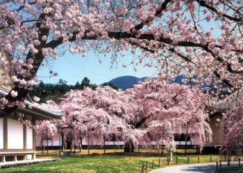 Diago Ji Temple, encased i -cherry blossom in the spring Kyoto, Japan