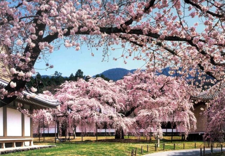 Diago Ji Temple, encased i -cherry blossom in the spring Kyoto, Japan