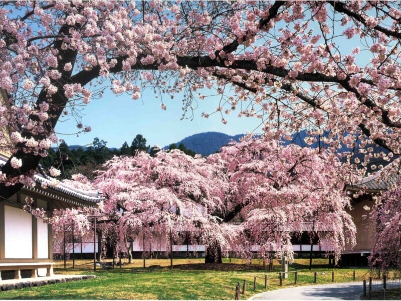 Diago Ji Temple, encased i -cherry blossom in the spring Kyoto, Japan