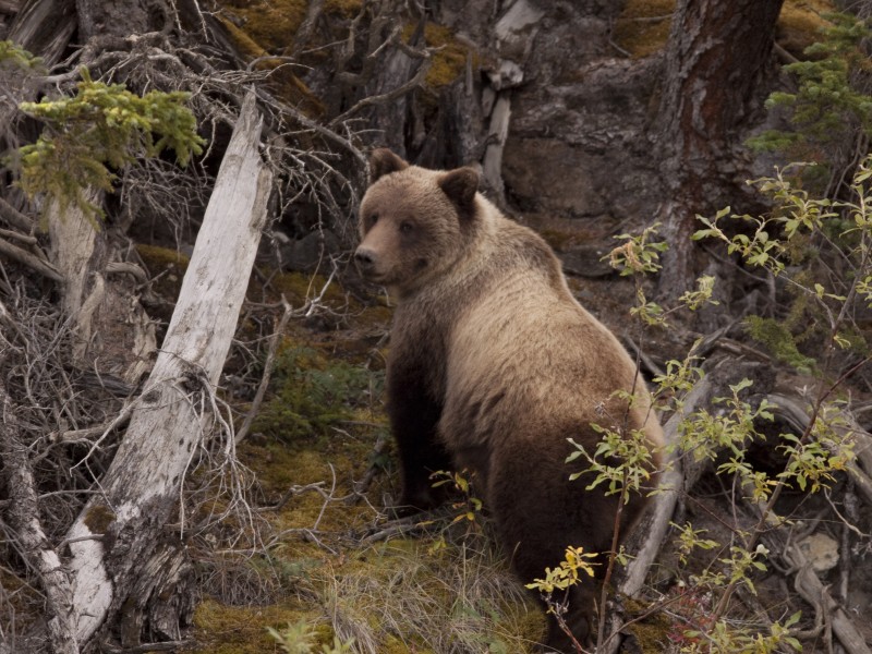 Tourism_Yukon__1200541_Grizzly Bear-RobertPostma