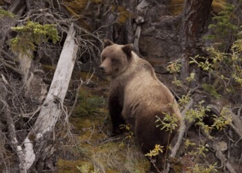 Tourism_Yukon__1200541_Grizzly Bear-RobertPostma