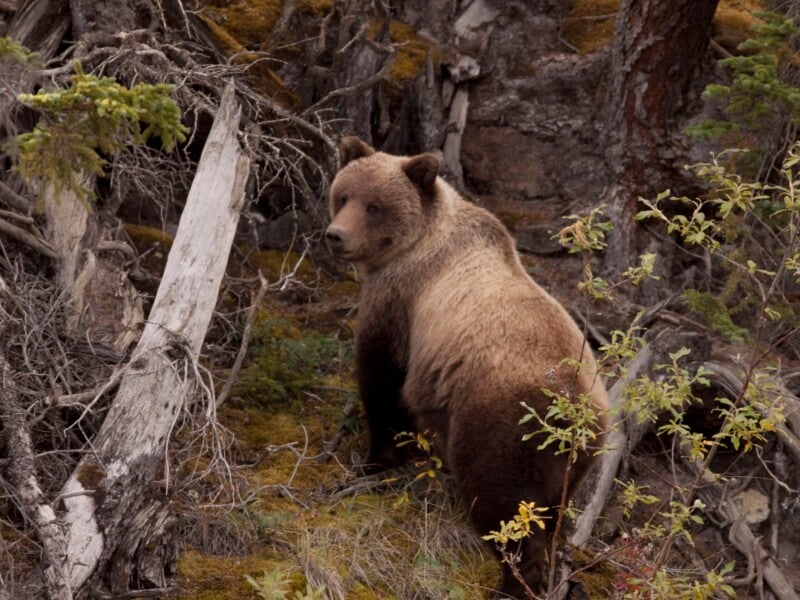 Tourism_Yukon__1200541_Grizzly Bear-RobertPostma