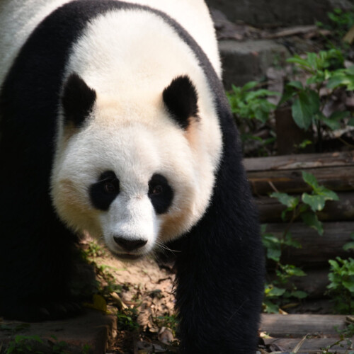 Panda_Chengdu_2