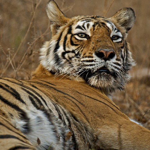 Tiger_India_2
