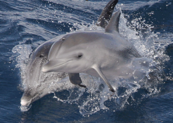 la gomera, dolphin