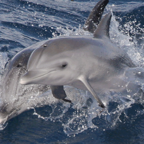 la gomera, dolphin
