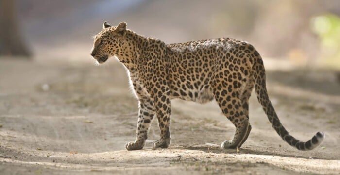 eopard, Kanha National Park, India