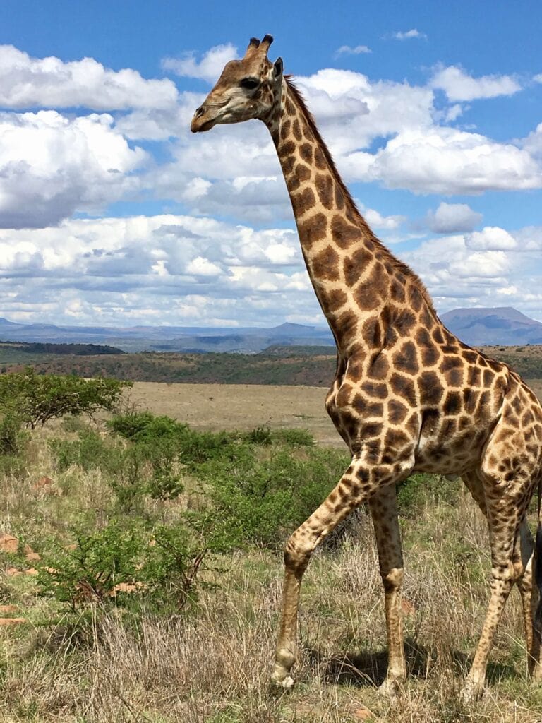 Sabi Sands South Africa