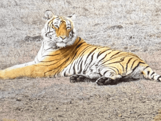 Ranthambore_Feb_2026_RB_Collection